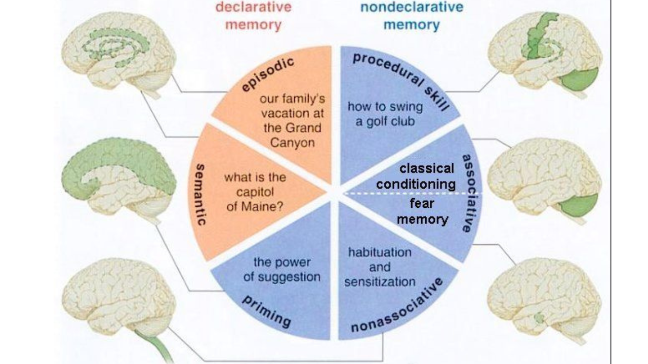 a diagram of a diagram of the different parts of the brain